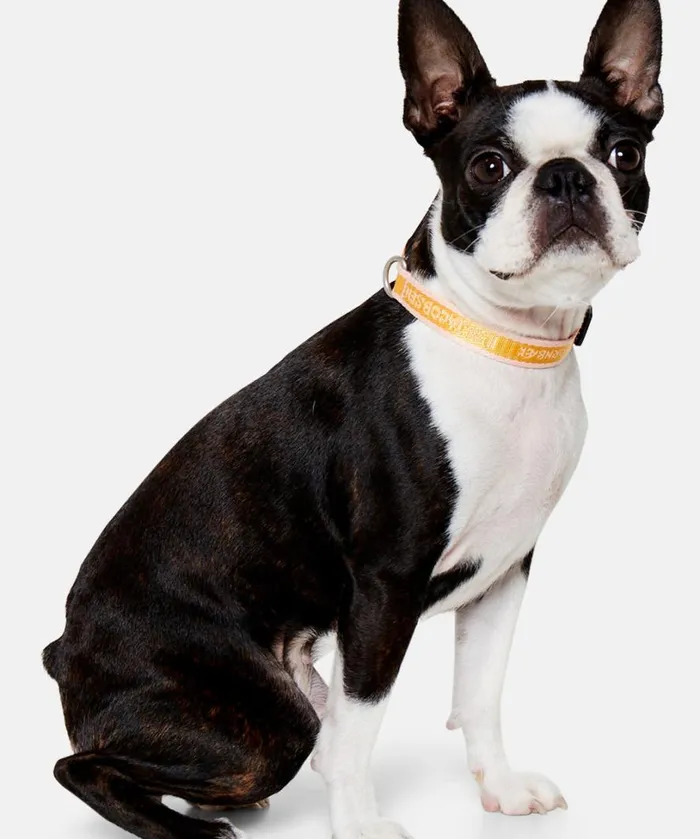 Dog Collar Extra Small 8211 Sunbeam Coral Blush Accessories Ilse Jacobsen Vov and Vuf