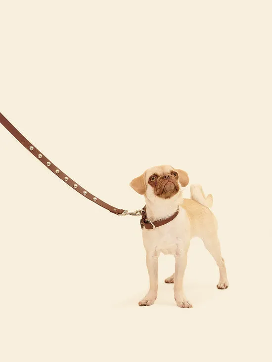 Dog Stud Collar Brown Pet Lisa Says Gah Women
