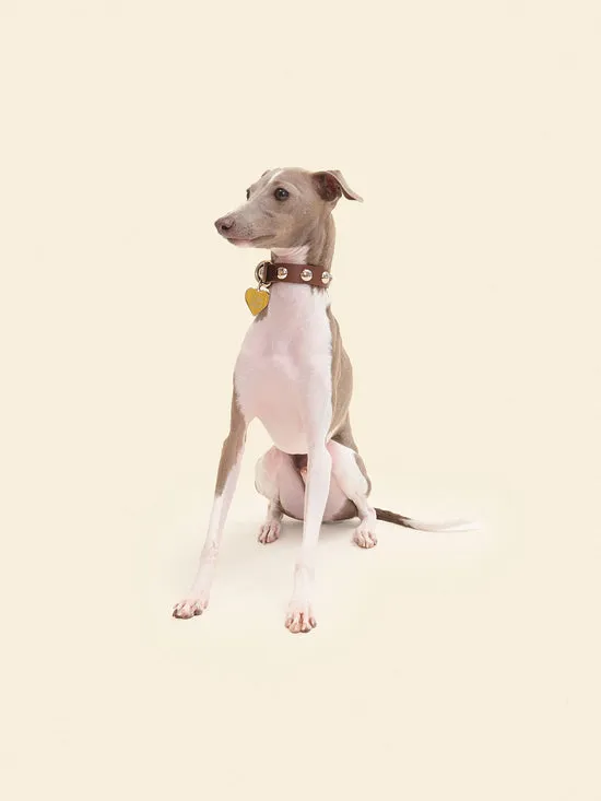 Dog Stud Collar Brown Pet Lisa Says Gah Women