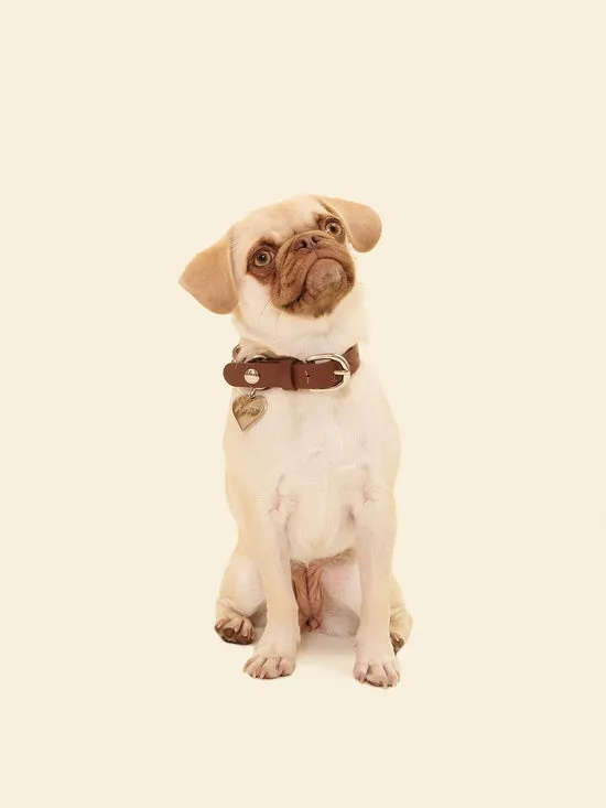 Dog Stud Collar Brown Pet Lisa Says Gah Women